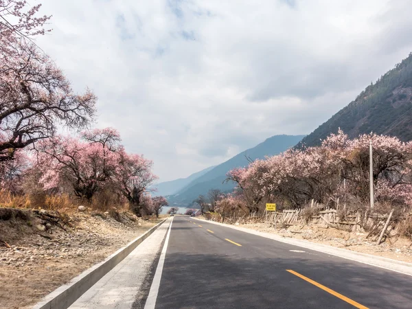 Road in wild tibetan peach blossoms — Stock Photo, Image