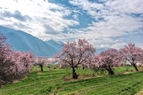 野生のチベットの桃の花 — ストック写真