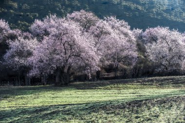 vahşi Tibet şeftali çiçekleri