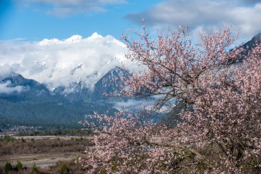 vahşi Tibet şeftali çiçekleri 