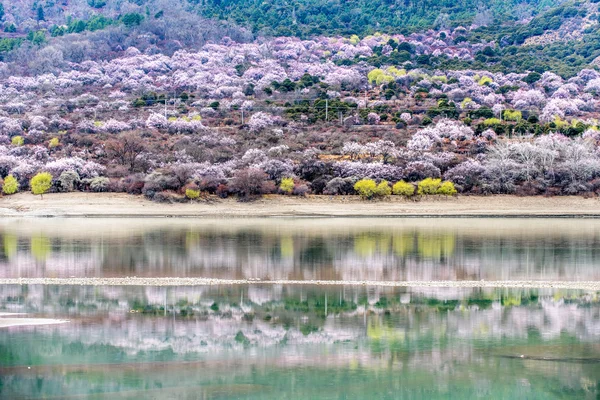 A lua com flor de pêssego — Fotografia de Stock