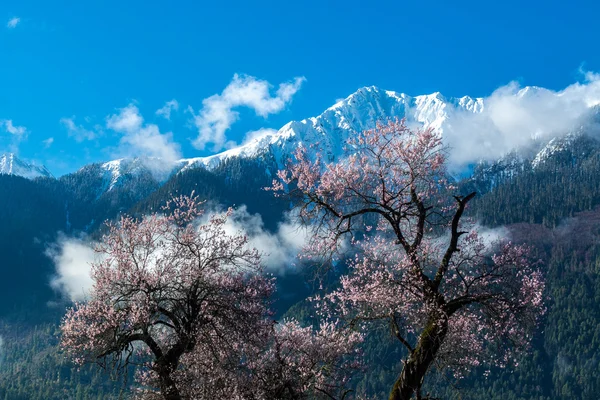 Şeftali çiçeği ile ay — Stok fotoğraf