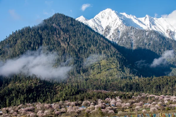 La montagne de neige sur le plateau tibétain . — Photo