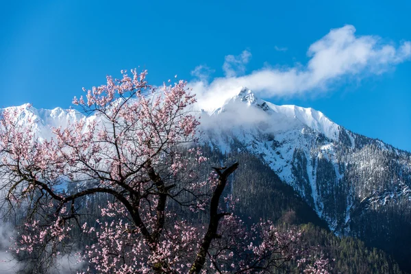 Divoké tibetské broskvové květy — Stock fotografie