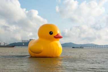 boğa ve rhubarb (sarı) ördek