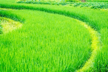 Eğri yetiştirilen pirinç