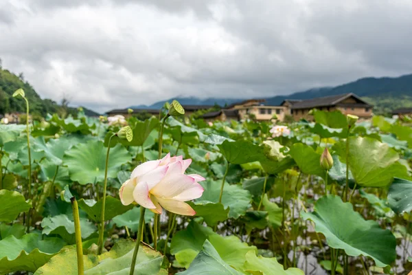 Lotus i Nanjing i Fujian — Stockfoto