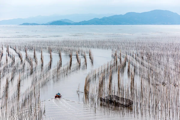 The coastal intertidal zone — Stock Photo, Image