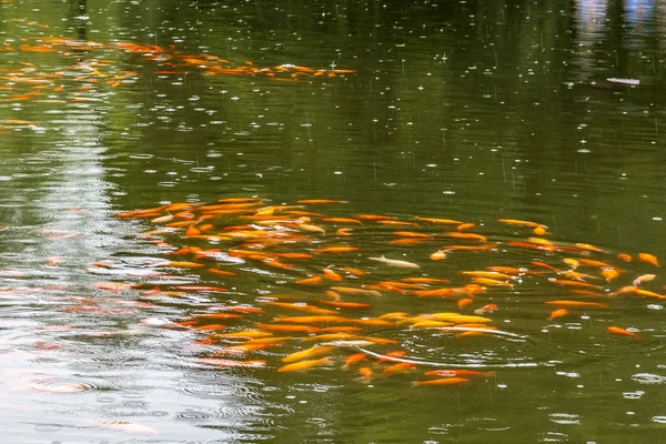 Ryby, prohlížení u rybníka květina — Stock fotografie