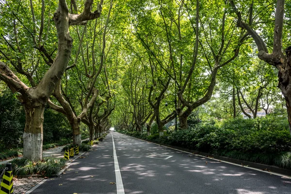 The road in west lake — Stock Photo, Image