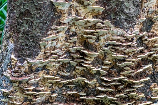 Lesními houbami — Stock fotografie