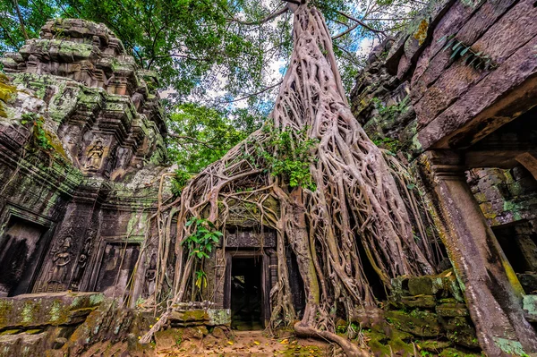 Panorama der alten Steintür und Baumwurzeln, ta prohm Tempel r — Stockfoto