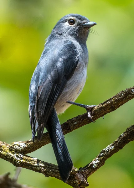 Šedohrbetý Flycatcher — Stock fotografie