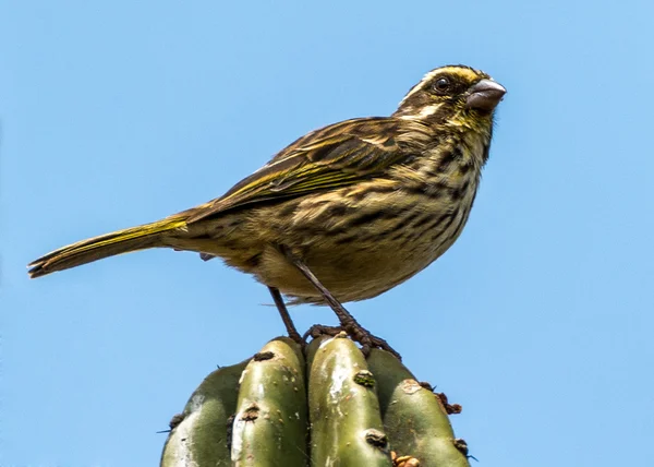 Muscicapa striata — Stockfoto