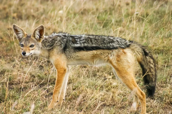 Canis mesomelas — Stockfoto