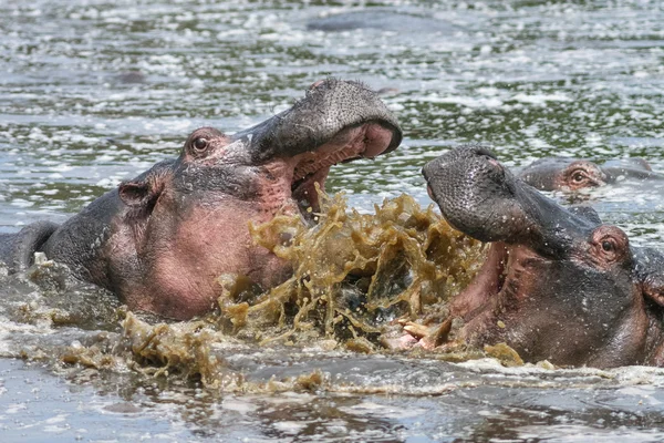 Hipopótamos —  Fotos de Stock