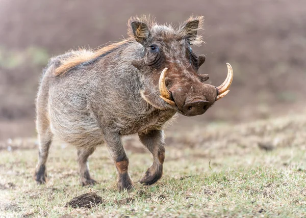 Warthog. — Fotografia de Stock