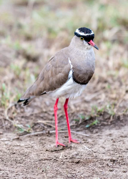 Krönt strandpipare — Stockfoto