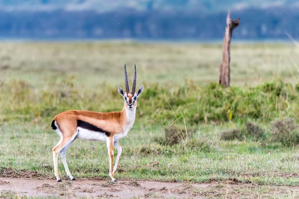 Gazelle Thomsons — Photo