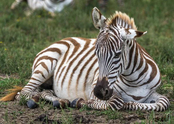 Zebra. — Fotografia de Stock