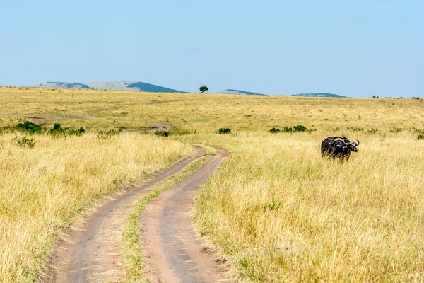 Vägen av Maasai Mara — Stockfoto