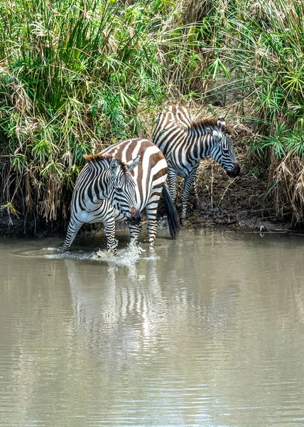 Zebra içme — Stok fotoğraf