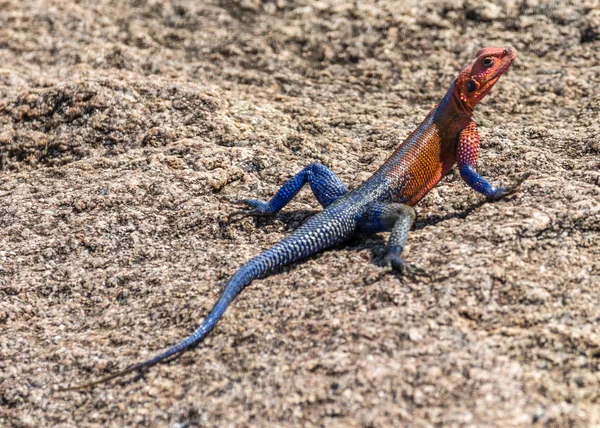 Lagarto — Fotografia de Stock