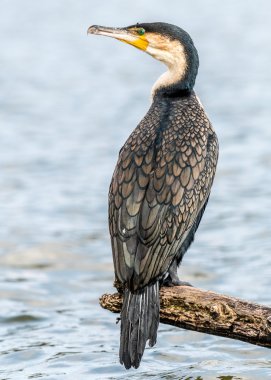 Afrika balık kartalı