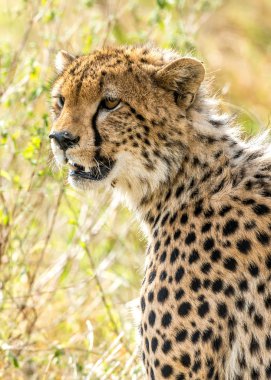 leopar portresi