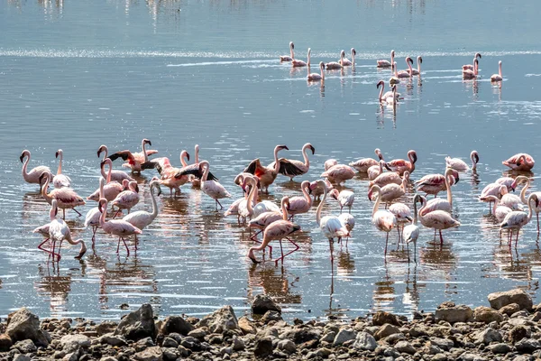 Flamingos — Stock Photo, Image