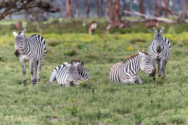 Zebras — Fotografia de Stock