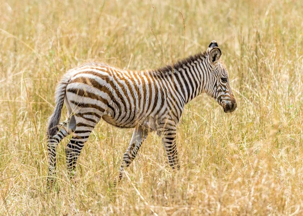 Dítě zebra — Stock fotografie