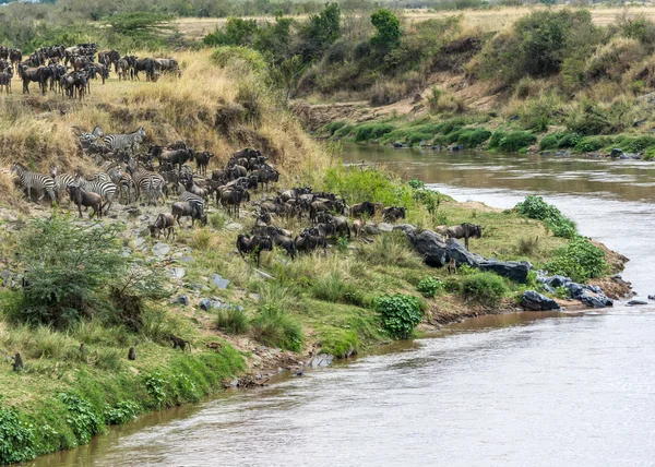 Great Migration — Stock Photo, Image