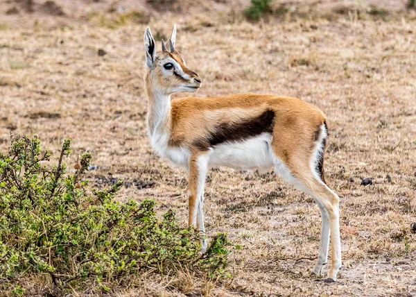 Bebê impala — Fotografia de Stock