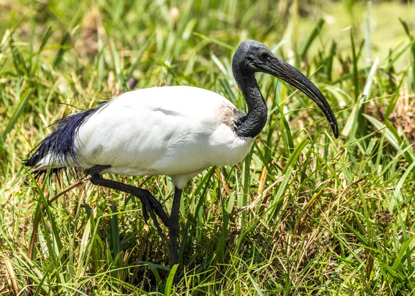 Afrikanischer heiliger Ibis — Stockfoto