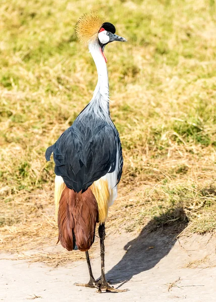 Ein graugekrönter Kranich — Stockfoto