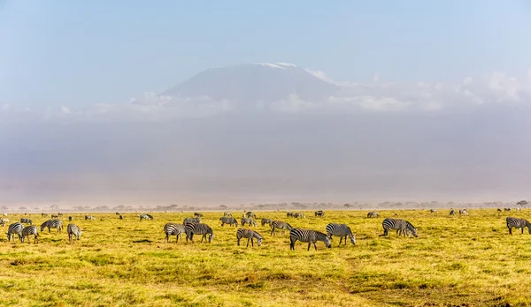 Kilimanjaro — Stock Photo, Image