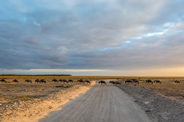 Pássaros selvagens — Fotografia de Stock