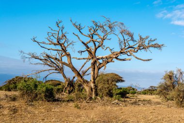 Afrika peyzaj