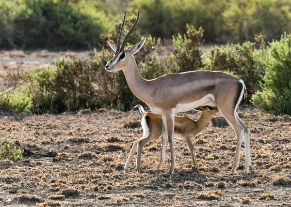 Impala del bambino — Foto Stock