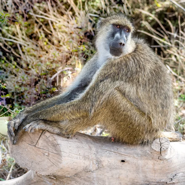 Baboon — Stock fotografie