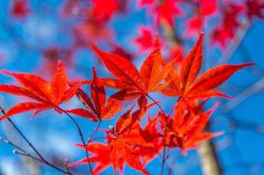 Japon akçaağaç ağaç yaprakları