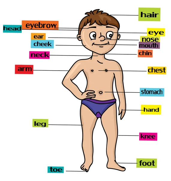 Cuerpo — Archivo Imágenes Vectoriales