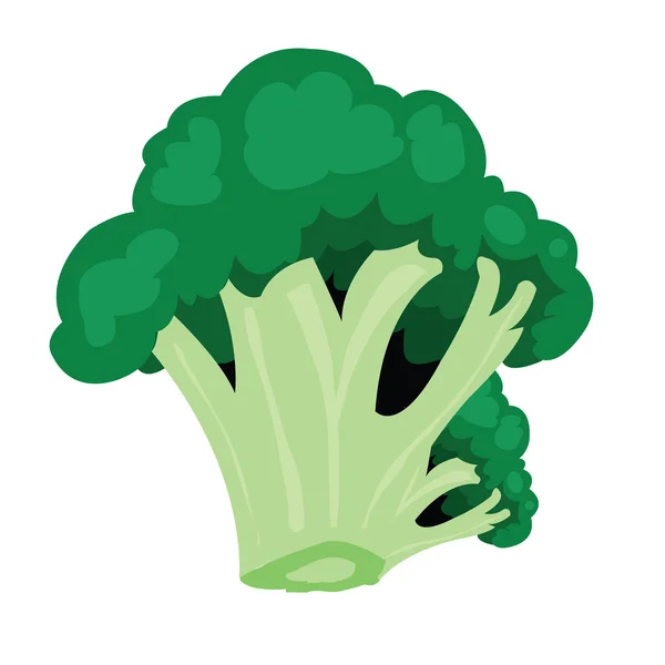 Broccolo — Vettoriale Stock