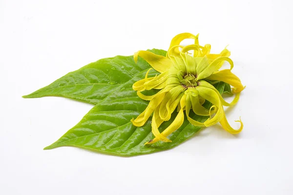 Ylang-Ylang Fleur / Cananga odorata isolé sur fond blanc — Photo