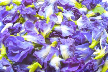 taze menekşe sutavuğu çiçek veya kelebek bezelye çiçek arka plan