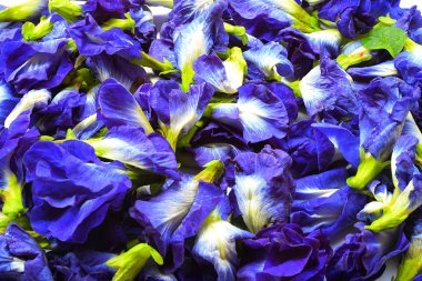 taze menekşe sutavuğu çiçek veya kelebek bezelye çiçek arka plan