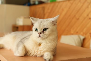 d kedi portre Close-Up