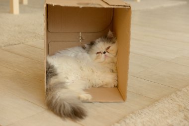 d kedi portre Close-Up