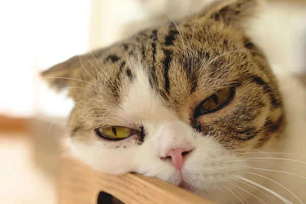 Close-up of d cat portrait — Stock Photo, Image